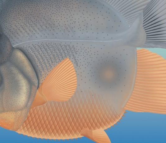 150 Million years old: scientists discover prehistoric-Piranha