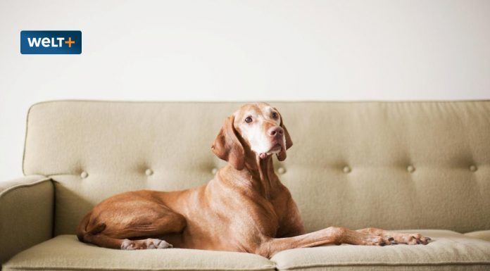 Dogs with epilepsy: to help the science