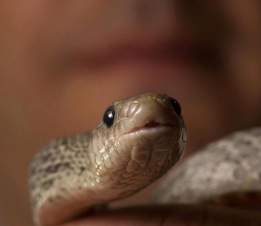 Man from Iserlohn sets unusual emergency – police believe first of all, to joke