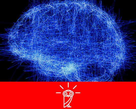 Phoebe – The brain also gets tired