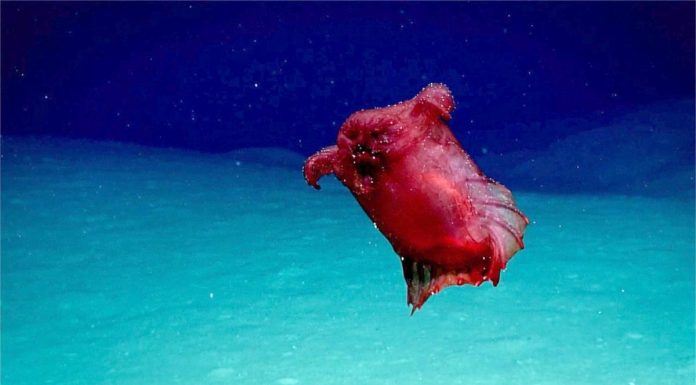 The southern sea: researchers find “headless chicken monster”