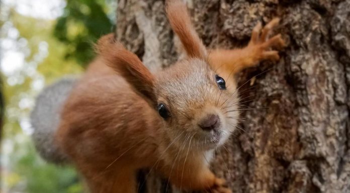 USA: man dies after eating squirrel