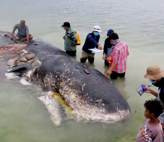 Indonesia: a dead whale has six pounds of plastic in the stomach