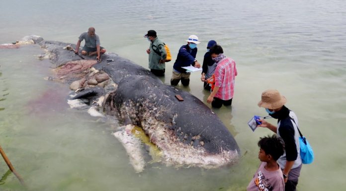 Indonesia: a dead whale has six pounds of plastic in the stomach