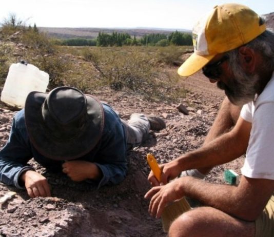 Lavocatisaurus agrioensis: New new species discovered