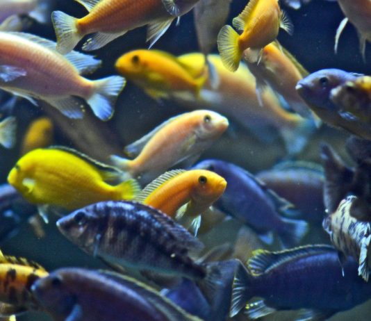 Red list: the world conservation Union warns of Overfishing