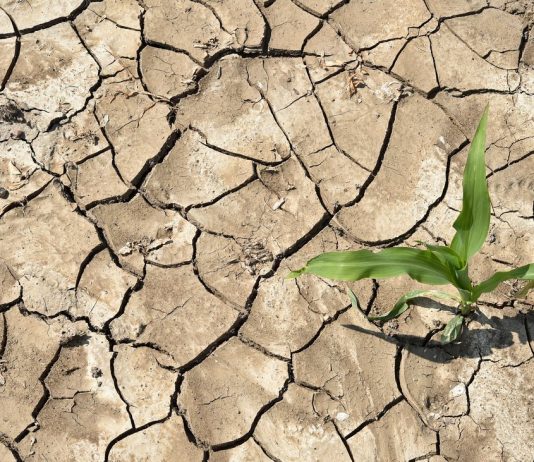 World meteorological organization: in 2018, it was particularly hot