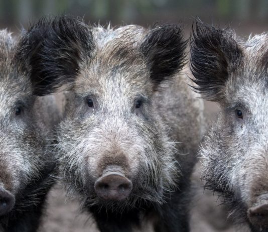 African swine fever: hunters killed so many wild boar as never before
