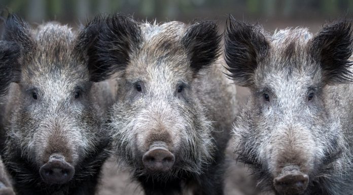 African swine fever: hunters killed so many wild boar as never before