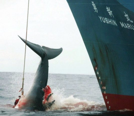 Whaling: Japan announces a return to commercial whaling