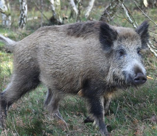 African swine fever: Denmark, wild pig fence on the border with Germany