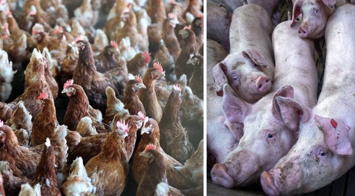 Fine dust caused significantly more deaths than assumed – agriculture provides 45 percent of the burden