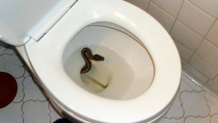Python Defecating Horror in the bathroom: Python crawls out of toilet and bites - Law ...