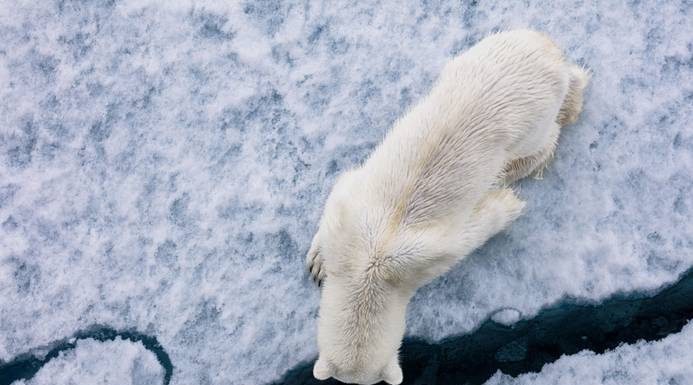 In cold regions: The powerful images of the nature photographer Paul Nicklin