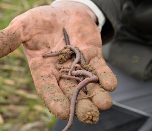 Life in the soil: do you Know what crawls in and crawls?