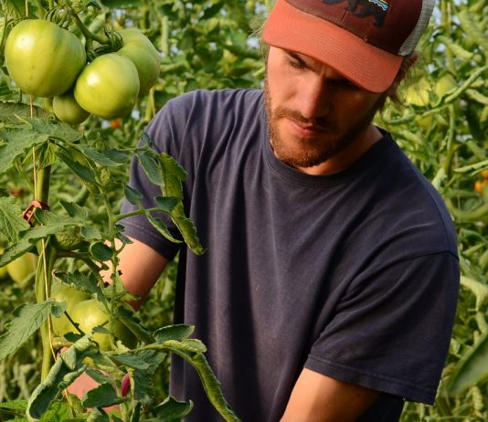 Sustainable agriculture: “We run our Toaster and television with Corn”
