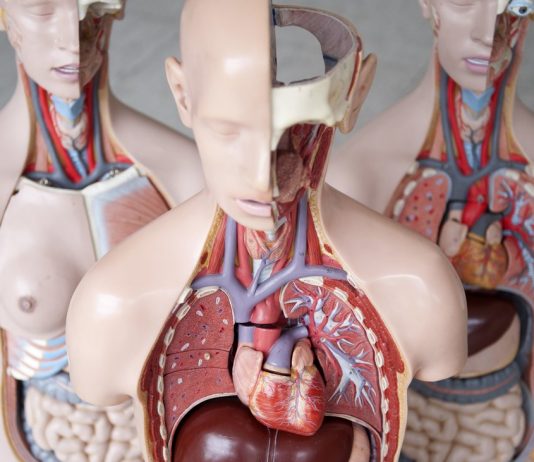 The Federal court of justice: an organ donor can complain when there is inadequate medical education