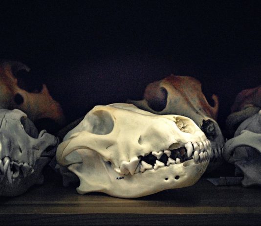 Wolves in Germany: Like the Mafia