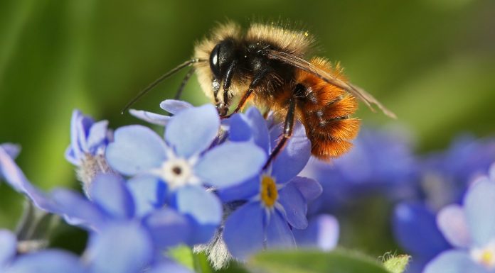 Biodiversity: Save all the bees