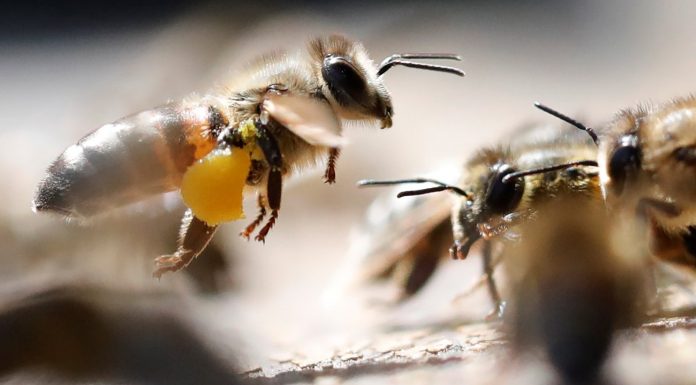Biodiversity: What are Germany’s bees are dying