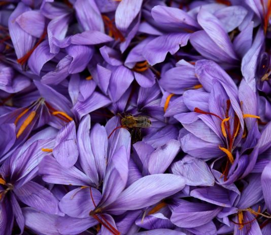 Biodiversity: study confirms global insects die