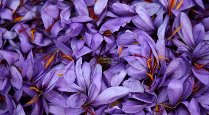 Biodiversity: study confirms global insects die