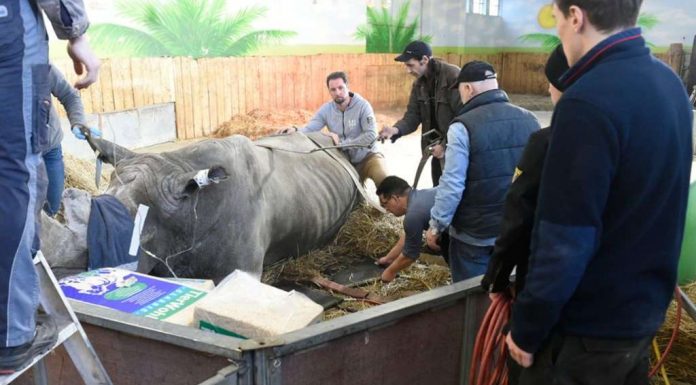 Circus Krone: Fear for Rhino Tsavo continues