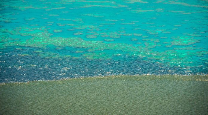 Coral reef: Dirty water threatens the Great Barrier Reef