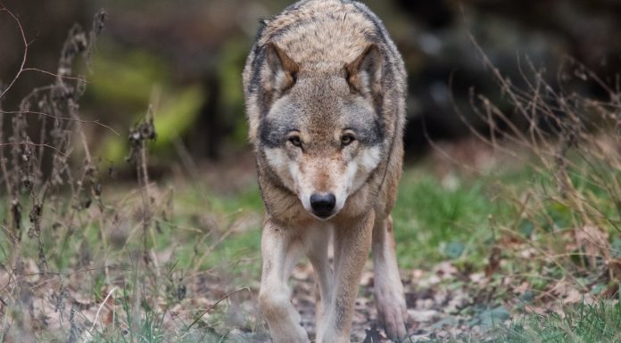 Damage balance in 2017: the number of wolf attacks on livestock increased significantly