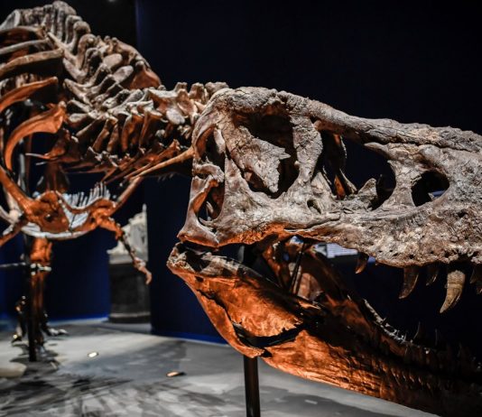 Dinosaurs: dinosaurs weren’t all green