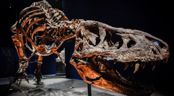 Dinosaurs: dinosaurs weren’t all green