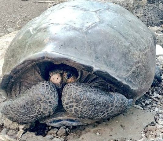 Galápagos Islands: a Supposedly extinct giant tortoise lives