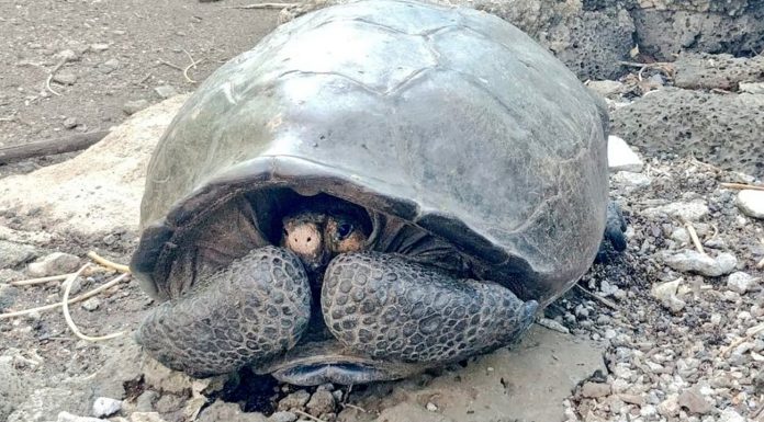 Galápagos Islands: a Supposedly extinct giant tortoise lives