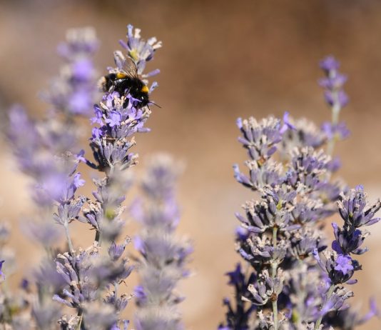 Petition: Save the bees the most successful petition in Bavaria