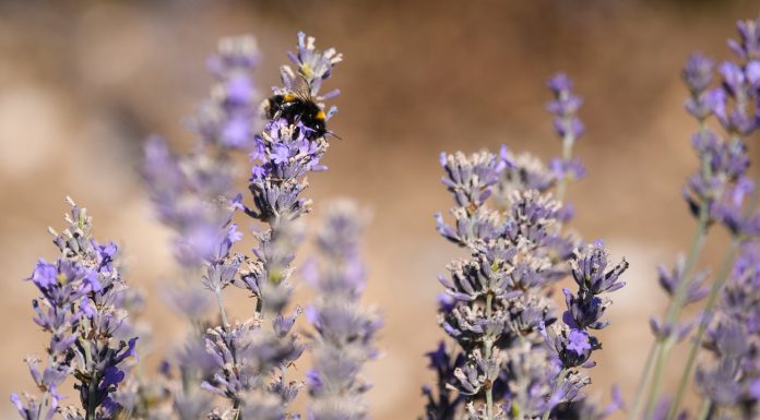 Petition: Save the bees the most successful petition in Bavaria