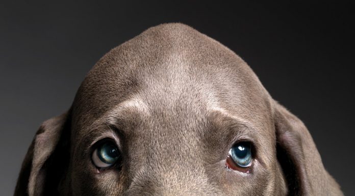 Animal protection: “imagine that you would allow to castrate dogs betäubungslos”