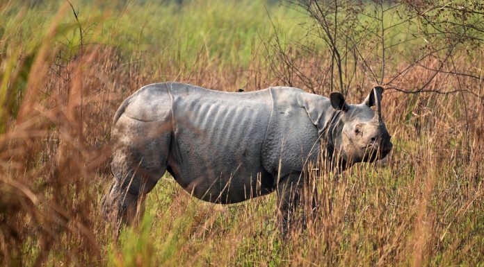 Conservation organization: the allegations against the WWF