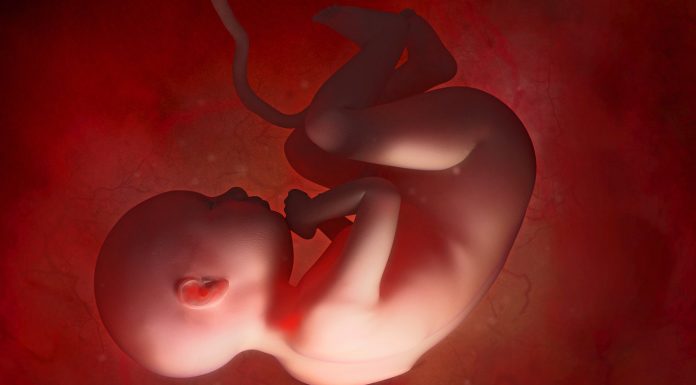 Genetic engineering: Crispr-Explorer require a global stop of embryos try