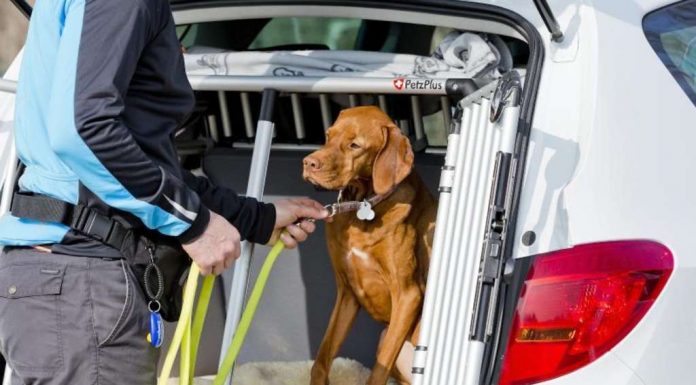 Pets are travelling for the first in a Box in the car