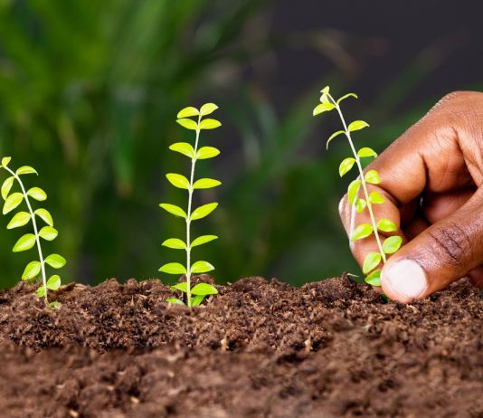 “Plant for the Planet”: do you Know how much Bäumlein?