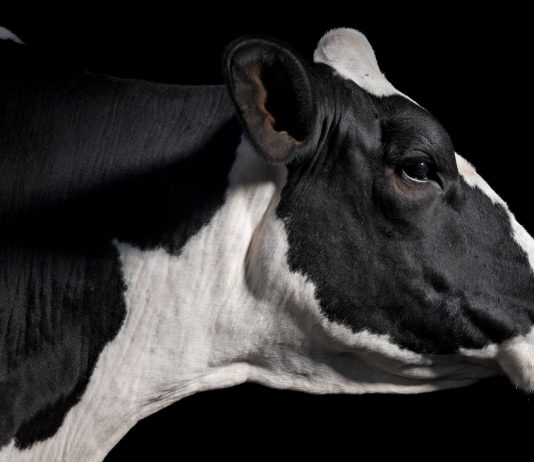 The transport of animals: Beyond the threshold of pain