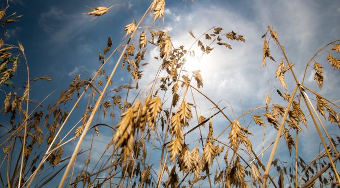 Weather: “Germany is a must with droughts life”