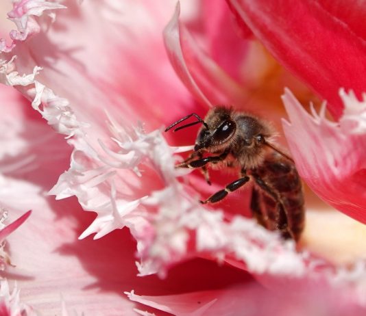 Biodiversity: extinction of species is as dangerous as climate change