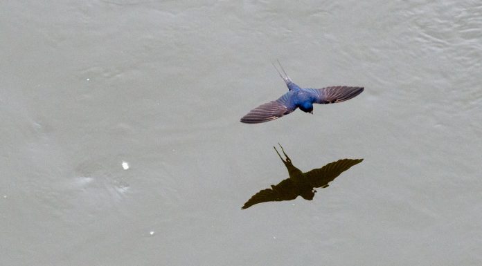 Environmental protection: the number of insects living birds drops