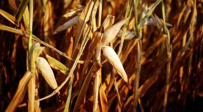 Forest fire danger: forecasters warn of further drought the summer