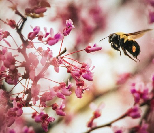 Insects die: something’s moving