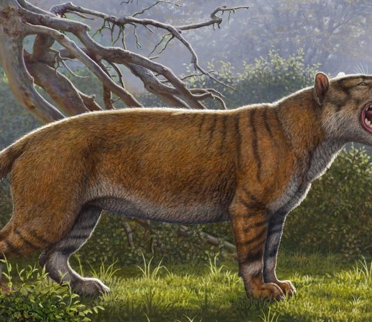 Kenya: the Largest predatory mammal of the story identified