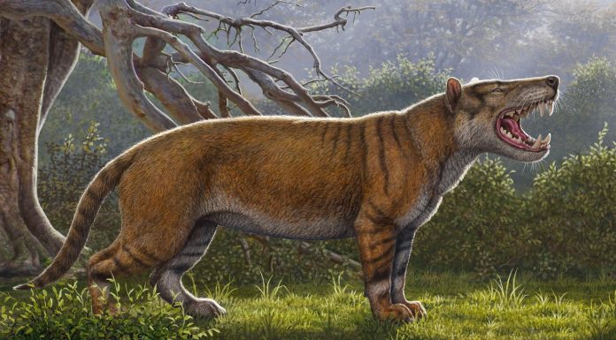Kenya: the Largest predatory mammal of the story identified