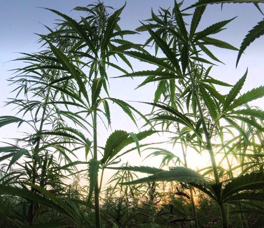 Medical marijuana: authority allowed the cultivation of more than seven tonnes of Cannabis