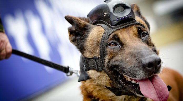 Sniffer dogs: Cyberdogs in use